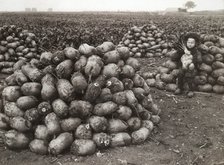 A little girl with piles of harvested turnips, near Landskrona, Sweden, 1910. Artist: Unknown