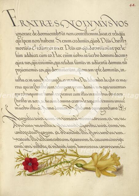 Pheasant's Eye and Buttercup; Mira calligraphiae monumenta, 1561-1562; illumination added 1591-1596. Creator: Joris Hoefnagel.