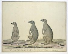 Suricata suricatta (Meerkats), 1773-1780. Creator: Robert Jacob Gordon.