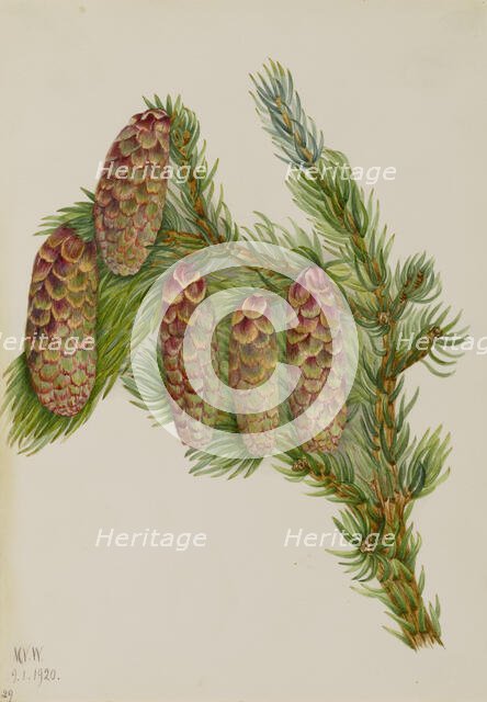 Engelmann Spruce (Picea engelmanni), 1920. Creator: Mary Vaux Walcott.