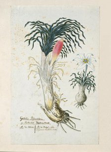 Gethyllis ciliaris (Koekemakranka), 1777-1786. Creator: Robert Jacob Gordon.