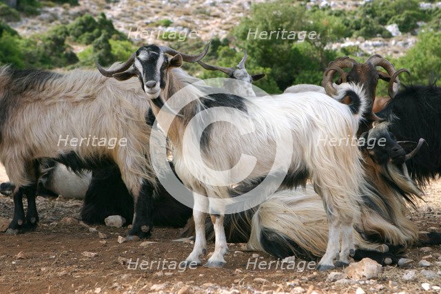 Goats, Kefalonia, Greece.
