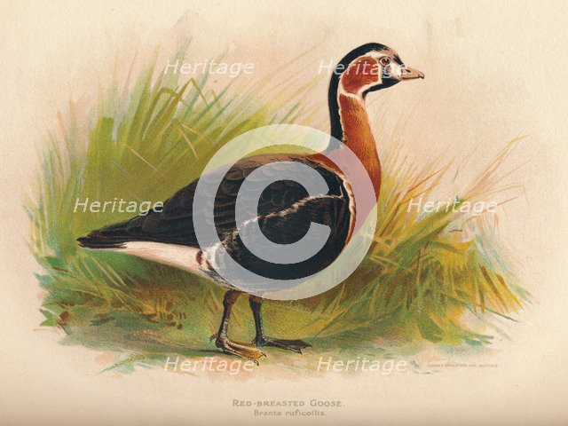 'Red-Breasted Goose (Branta ruficollis)', 1900, (1900). Artist: Charles Whymper.