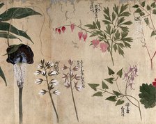 Five flowering plants, one possibly a voodoo lily (Sauromatum venosum), 1870. Creator: Unknown.