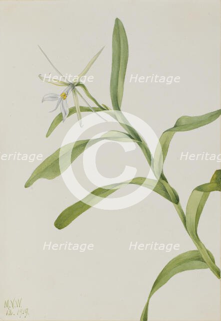 White Epidendrum (Epidendrum nocturnum), 1919. Creator: Mary Vaux Walcott.