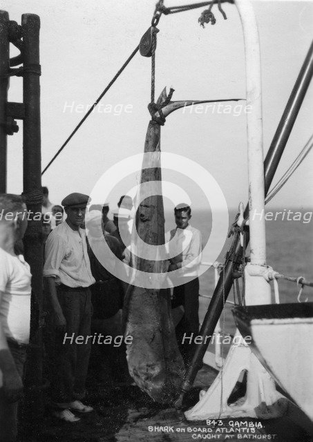 Shark on board the cruise ship 'Atlantis', caught off Bathurst, Gambia, 20th century. Artist: Unknown