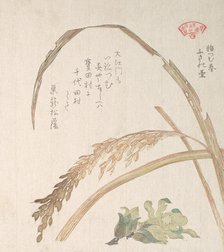 Rice Plant and Butter-Burs, 19th century. Creator: Kubo Shunman.