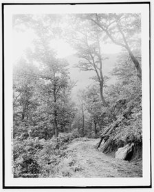 Road on Toxaway Mt., Sapphire, N.C., (1902?). Creator: William H. Jackson.