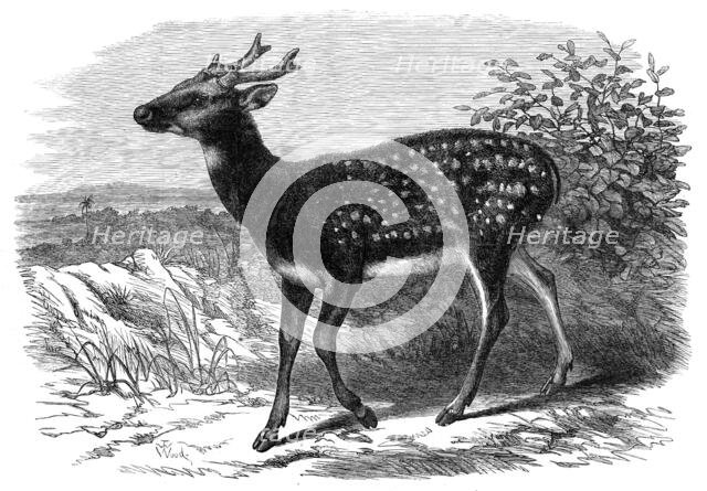 Prince Alfred's Stag, from Singapore, in the Zoological Society's Gardens, 1870. Creator: Unknown.