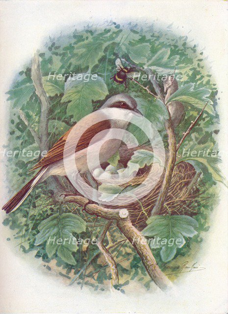 'Red-Backed Shrike - La'nius collu'rio', c1910, (1910). Artist: George James Rankin.