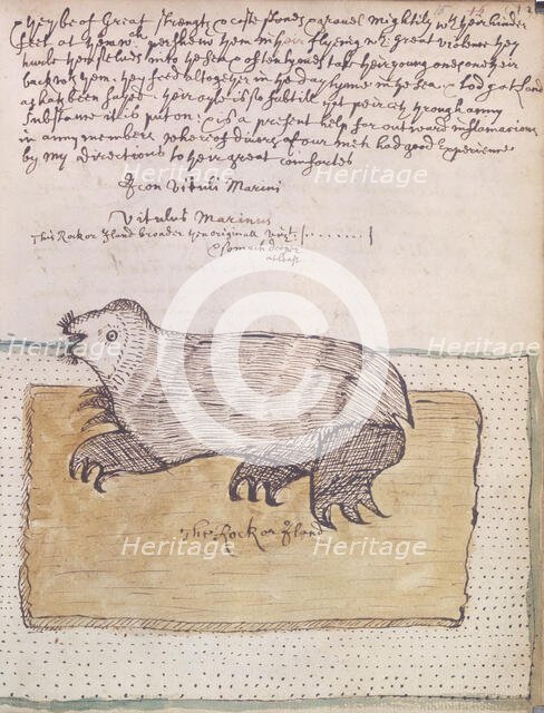 A walrus, 1677. Creator: Unknown.