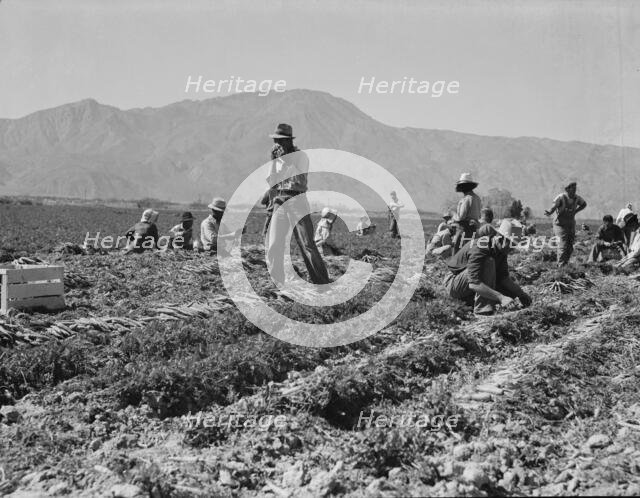 Carrot pullers from Texas, Oklahoma, Arkansas, Missouri and Mexico in Coachella Valley, CA, 1937. Creator: Dorothea Lange.