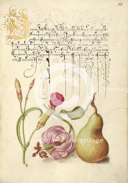 Carnation, Martagon Lily, and Pear, 1561-1562; illumination added 1591-1596. Creator: Joris Hoefnagel.