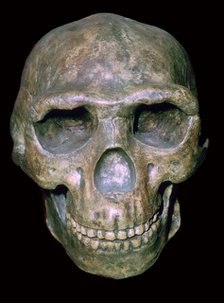 Skull of 'Peking' man (reconstruction). Artist: Unknown