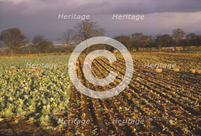 Use of fence, to control winter feeding for sheep, Glamis, Scotland, 20th century. Artist: CM Dixon.