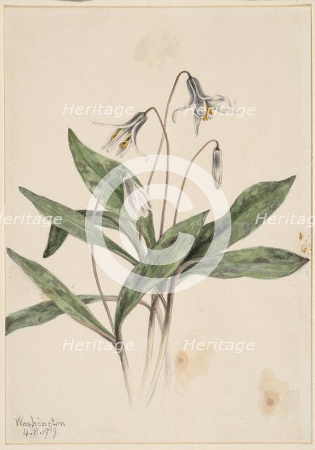 White Troutlily (Erythronium albidum), 1919. Creator: Mary Vaux Walcott.