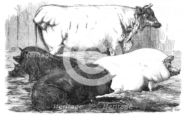 The Smithfield Club Prize Cattle-show, 1854. Creator: Unknown.