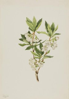 Rocky Mountain Rhododendron (Rhododendron albiflorum), 1901. Creator: Mary Vaux Walcott.