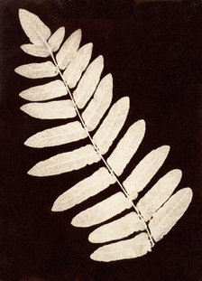 Botanical Specimen: Fern, 1855-60. Creator: Unknown.