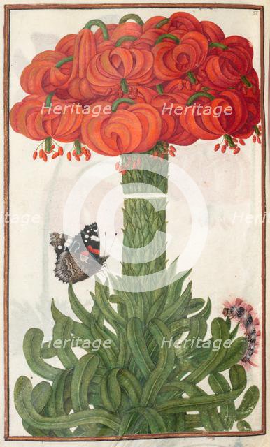 Florilegium: (page 18 verso) boquet of orange lilies, 1608. Creator: Unknown.