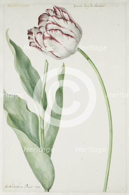 Tulip Grand Roy de France, 1728. Creator: Jan Laurensz. van der Vinne.
