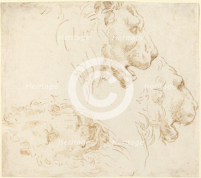 Studies of a Lion's Head. Creator: Stefano della Bella.