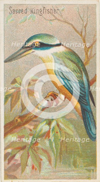 Sacred Kingfisher, from the Birds of the Tropics series (N5) for Allen & Ginter Cigarettes..., 1889. Creator: Allen & Ginter.