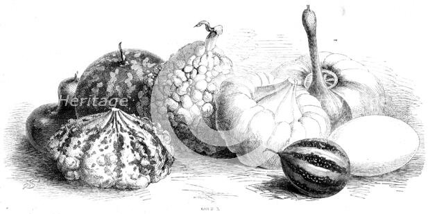 International exhibition of fruits, vegetables, etc., in the Horticultural Society's gardens, 1862. Creator: Unknown.