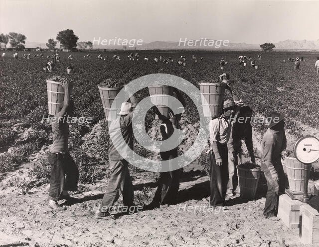 Pea Pickers Line Up on Edge of Field at Weigh Scale, near Calipatria, Im..., 1939, printed ca. 1972. Creator: Dorothea Lange.