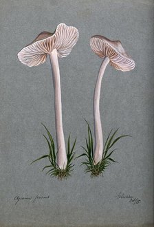 A fungus (Mycena pura): two fruiting bodies, 1885. Creator: Unknown.