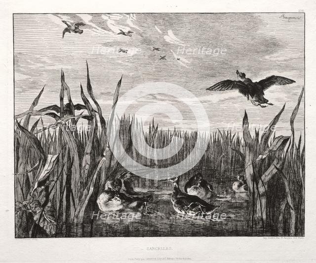 Teals, 1853 (printed 1864). Creator: Félix Bracquemond (French, 1833-1914); Cadart & Luquet, 79, rue Richelieu.