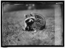 Raccoon, between 1913 and 1917. Creator: Harris & Ewing.