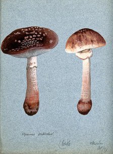 The blusher fungus (Amanita rubescens): two fruiting bodies, 1897. Creator: Unknown.