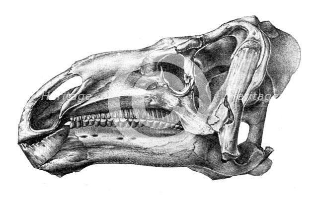 Head of Iguanodon, showing cheek-teeth adapted for chewing shoots and leaves of plants..., 1895. Creator: Unknown.