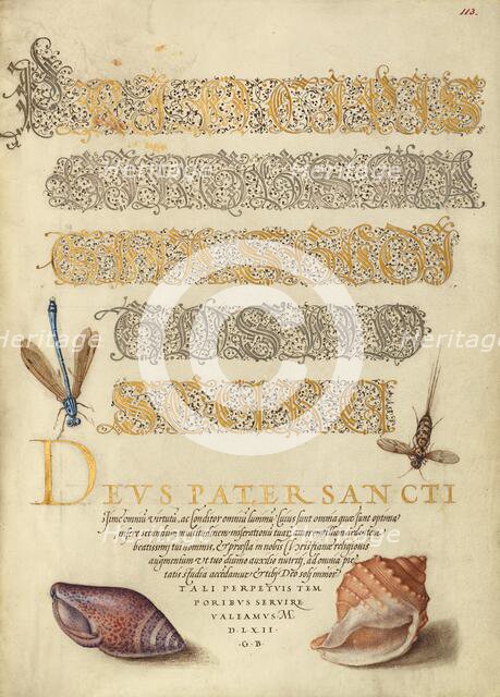 Damselfly, Insect, and Marine Mollusks, 1561-1562; illumination added 1591-1596. Creator: Joris Hoefnagel.