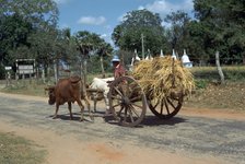 Sri Lankan bullock cart. Artist: CM Dixon Artist: Unknown