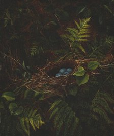 Bird's Nest and Ferns, 1863. Creator: Fidelia Bridges.