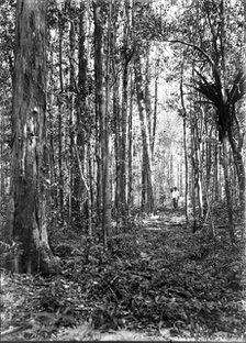Unknown man in forest of trees, c1900s. Creator: Robert Augustus Henry L'Estrange.