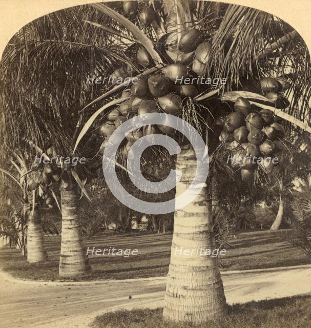 'Cocoanut Trees in the white sands of Florida. USA', c1900. Creator: Underwood & Underwood.