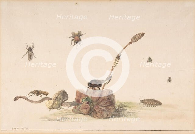 Various Insects by a Fungus, 1681. Creator: Rochus van Veen.