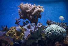 Monterey Bay Aquarium, Monterey, California, USA, 2022. Creator: Ethel Davies.