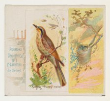 Singing Honey-eater, from the Song Birds of the World series (N42) for Allen & Ginter Ciga..., 1890. Creator: Allen & Ginter.