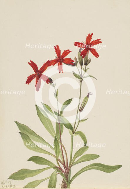 Fire Pink (Silene virginica), 1932. Creator: Mary Vaux Walcott.