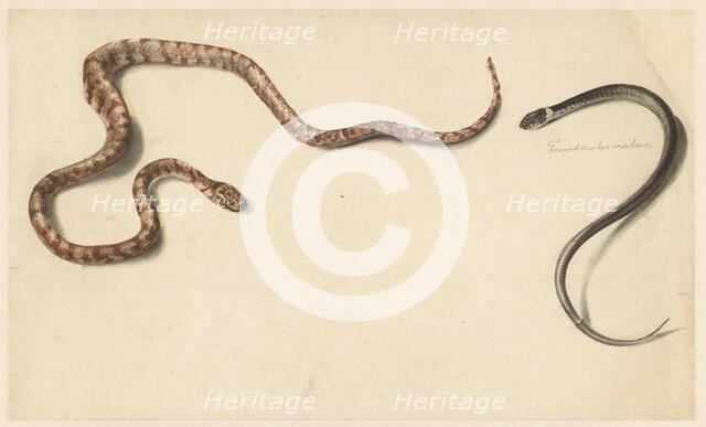 Two tropical snakes, 1824-1900. Creator: Albertus Steenbergen.