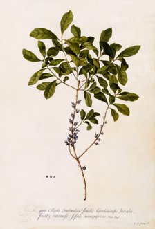 Bayberry or Myrtle. Creator: "Georg Dionysius Ehret (1710 - 70); Ehret, Georg Dionysius (1710-1770)".