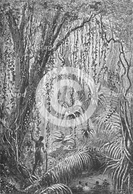 'Brazilian Forest', c1885 (1890). Artist: Robert Taylor Pritchett.