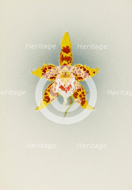Orchid: Odontoglossum Crawshayanum, 1908. Creator: Frederick William Bolas.