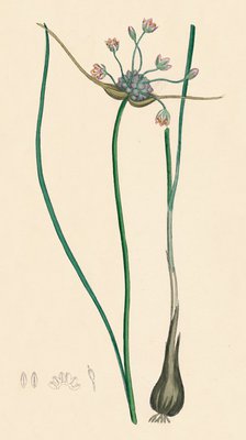 'Allium oleraceum, var. genuinum. Field Garlic, var. a', 19th Century. Artist: Unknown.