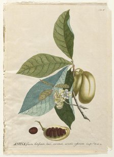 Plantae Selectae: No. 5 - Anona. Creator: Georg Dionysius Ehret (German, 1708-1770); Christopher Jacob Trew (German).