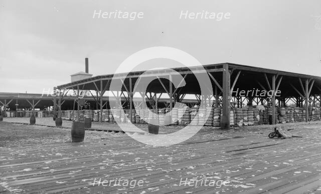 Atlantic Cotton Compress Company, Pensacola, Fla., between 1900 and 1906. Creator: Unknown.